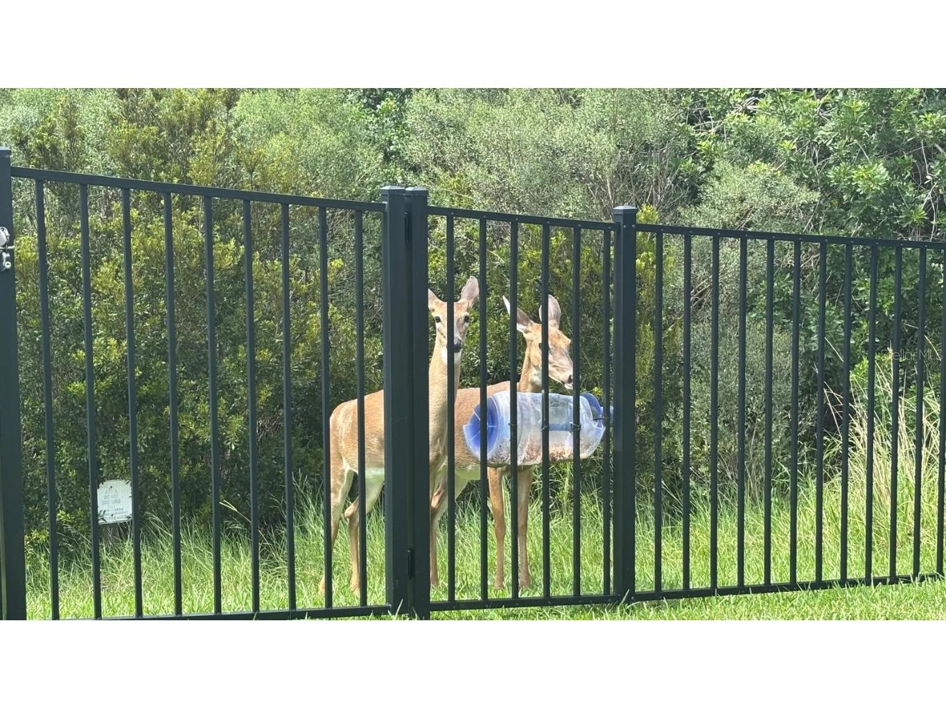 12177 Northover Loop Orlando FL 32824 O6342949 image37