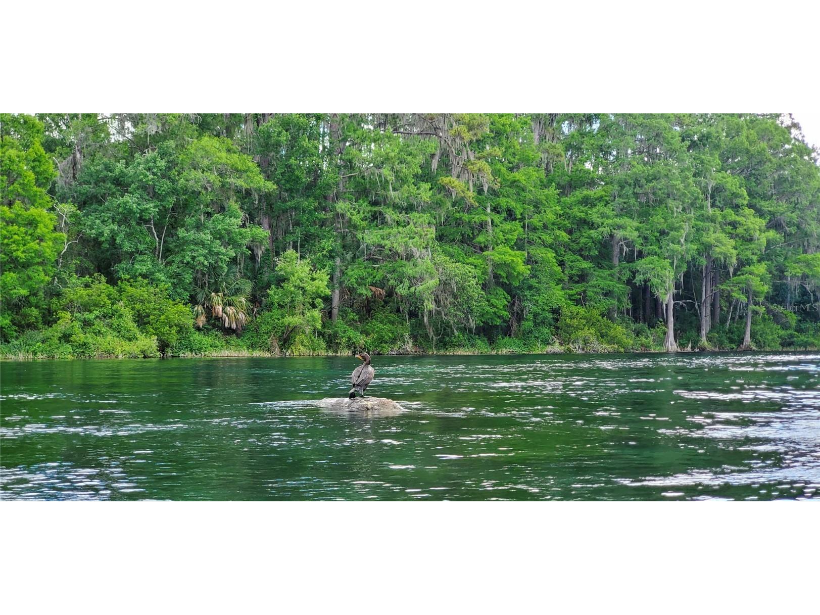 12190 Maple Street Dunnellon FL 34432 - THE RAINBOW RIVER OM687210 image90