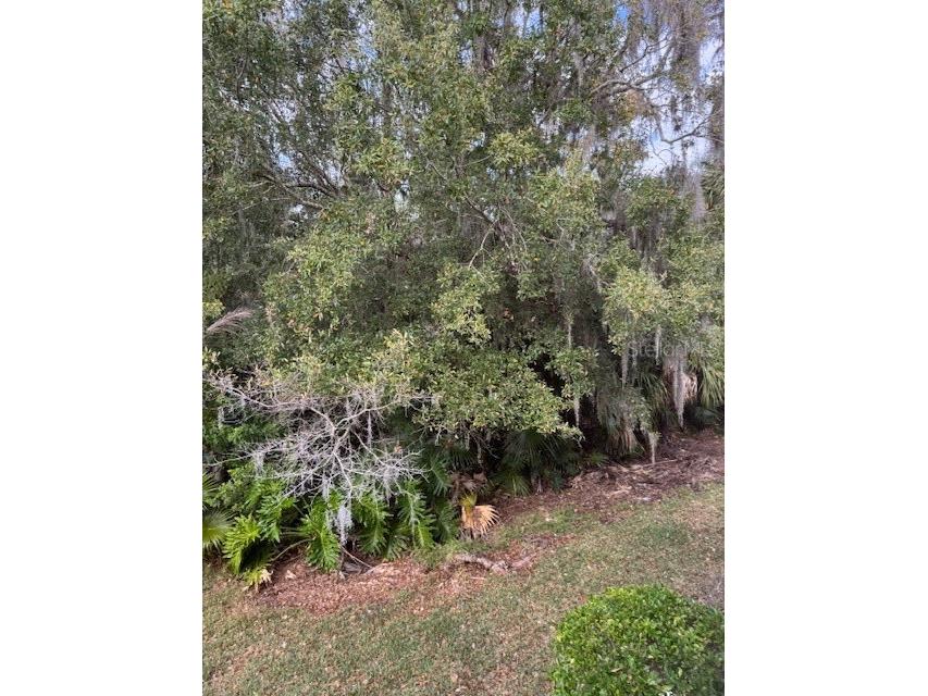 122 Cypress Lane #122 Oldsmar FL 34677 W7881559 image35