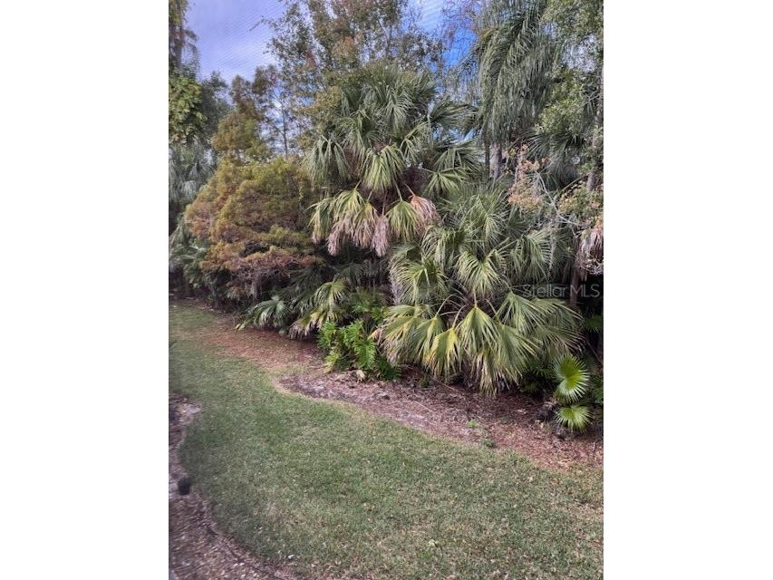 122 Cypress Lane #122 Oldsmar FL 34677 W7881559 image38