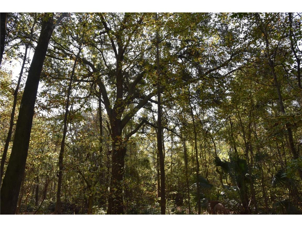 1220 SE Us Highway 301 Hawthorne FL 32640 OM714177 image1