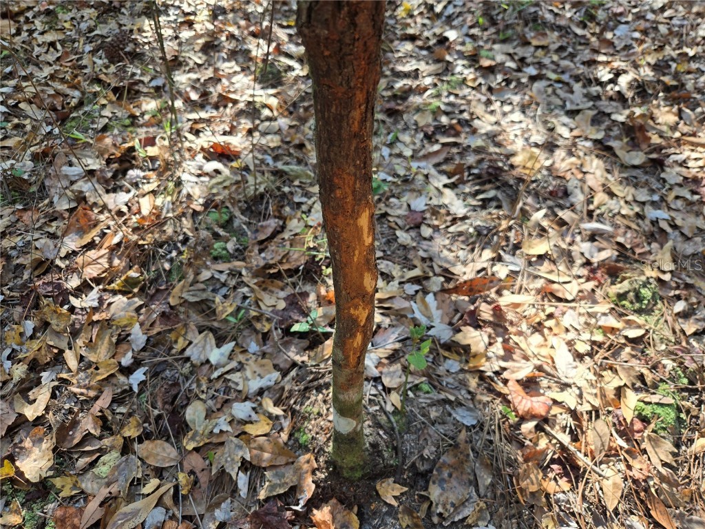 1220 SE Us Highway 301 Hawthorne FL 32640 OM714177 image10