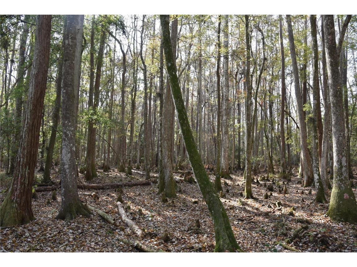 1220 SE Us Highway 301 Hawthorne FL 32640 OM714177 image14