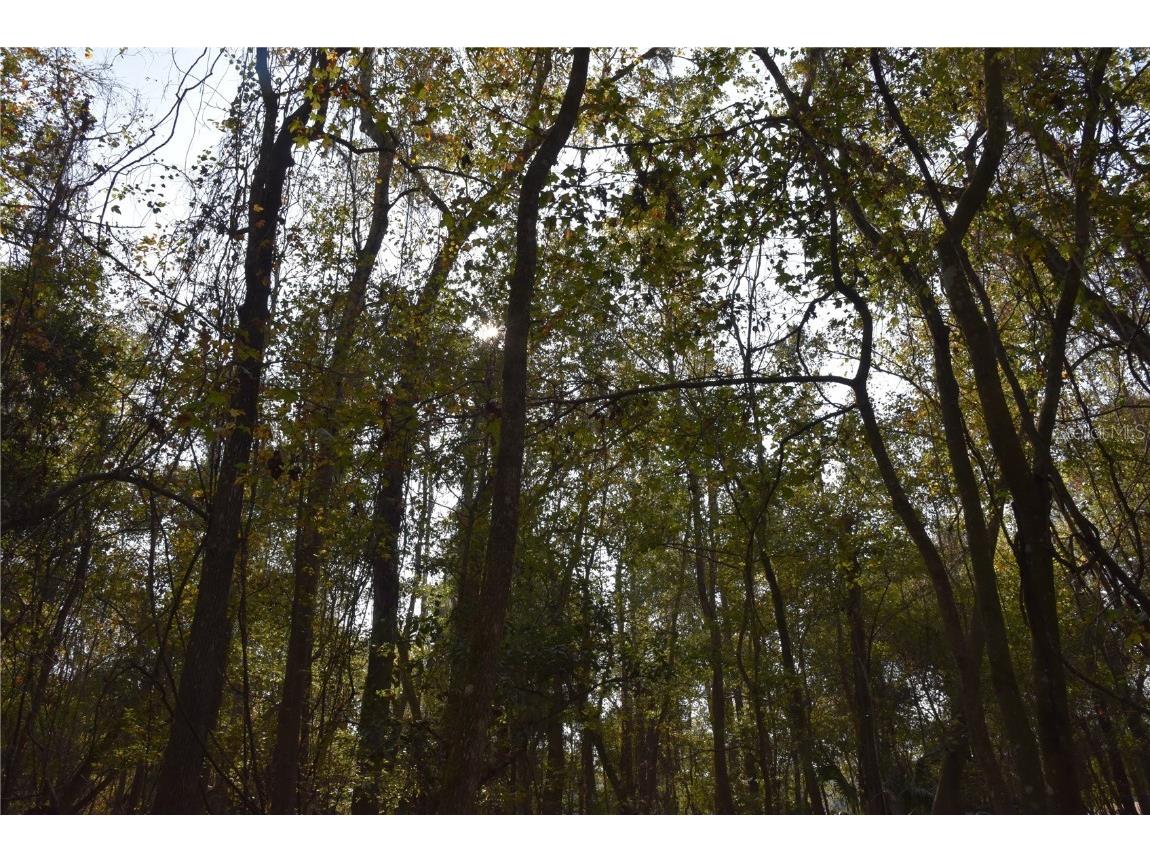 1220 SE Us Highway 301 Hawthorne FL 32640 OM714177 image16