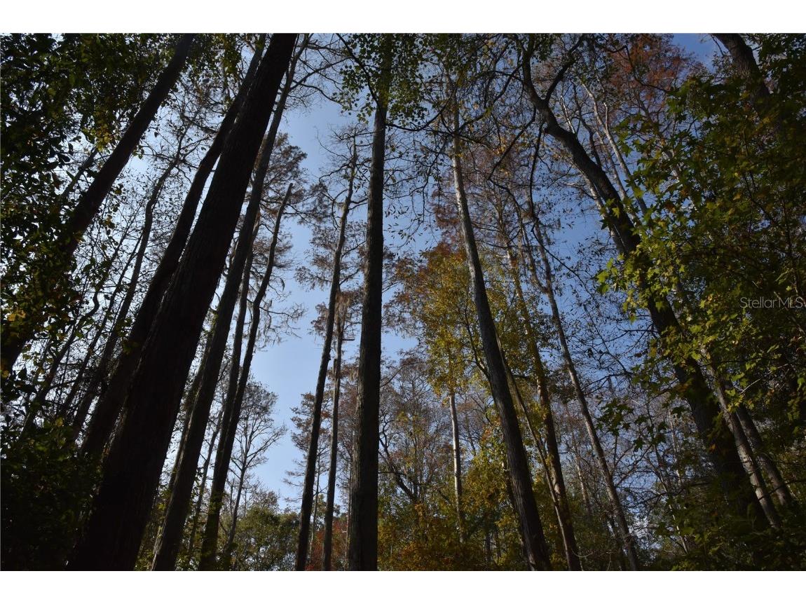 1220 SE Us Highway 301 Hawthorne FL 32640 OM714177 image19