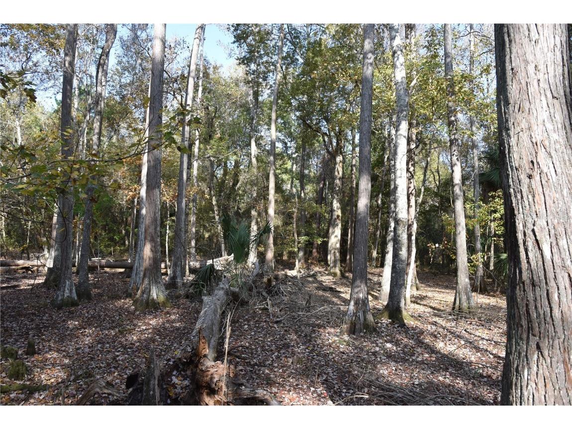 1220 SE Us Highway 301 Hawthorne FL 32640 OM714177 image20