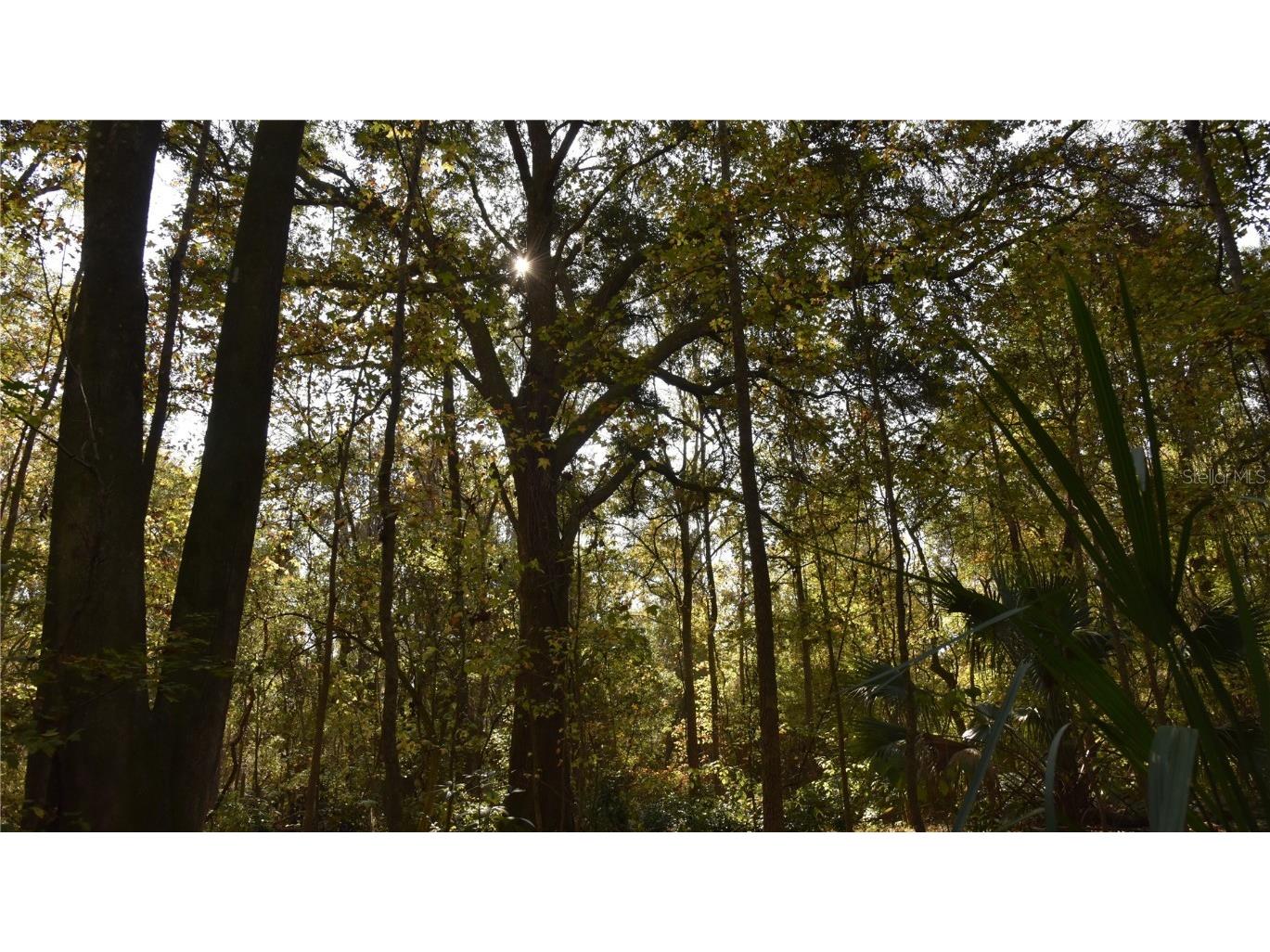 1220 SE Us Highway 301 Hawthorne FL 32640 OM714177 image23