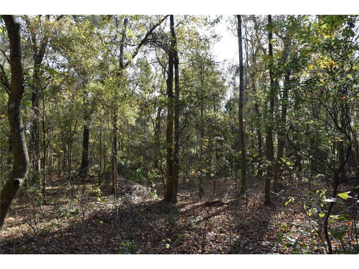 1220 SE Us Highway 301 Hawthorne FL 32640 OM714177 image24