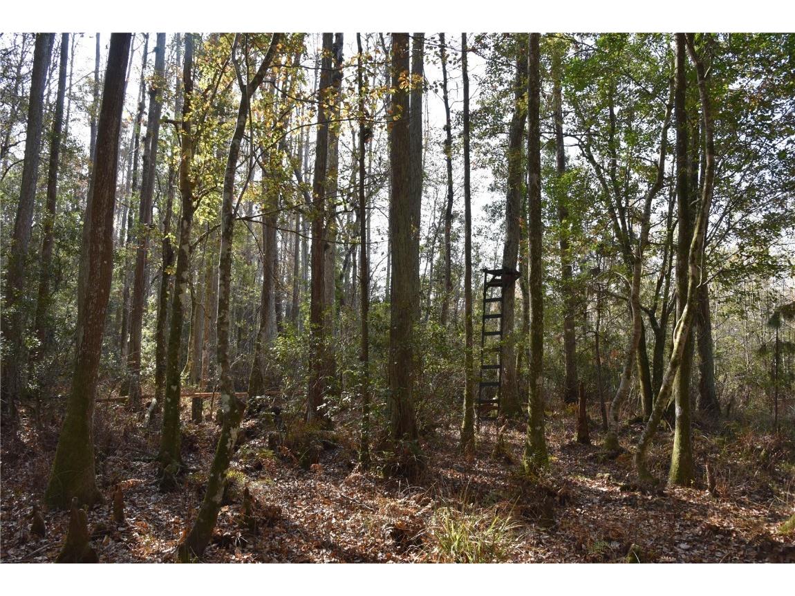 1220 SE Us Highway 301 Hawthorne FL 32640 OM714177 image26