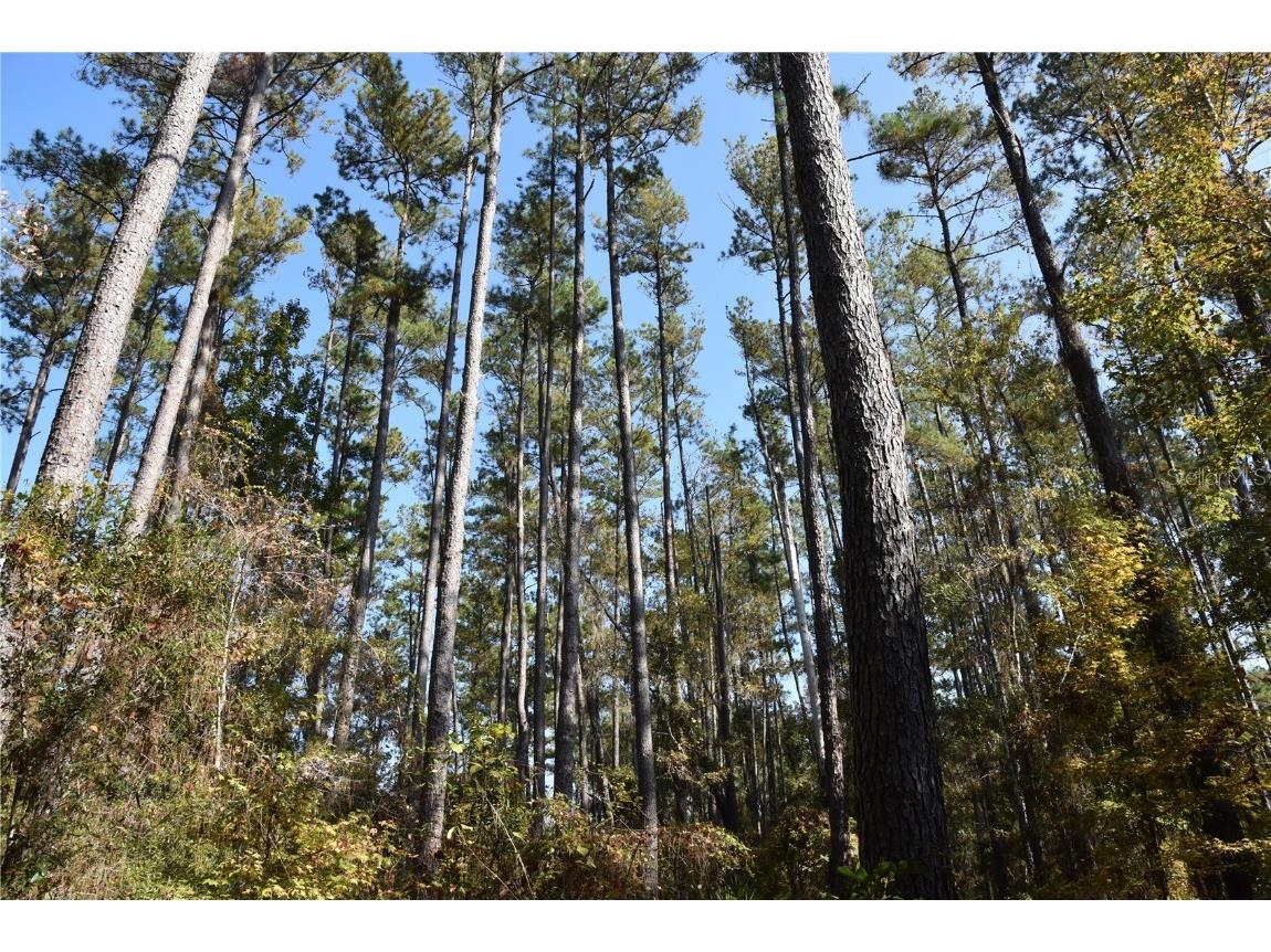 1220 SE Us Highway 301 Hawthorne FL 32640 OM714177 image27