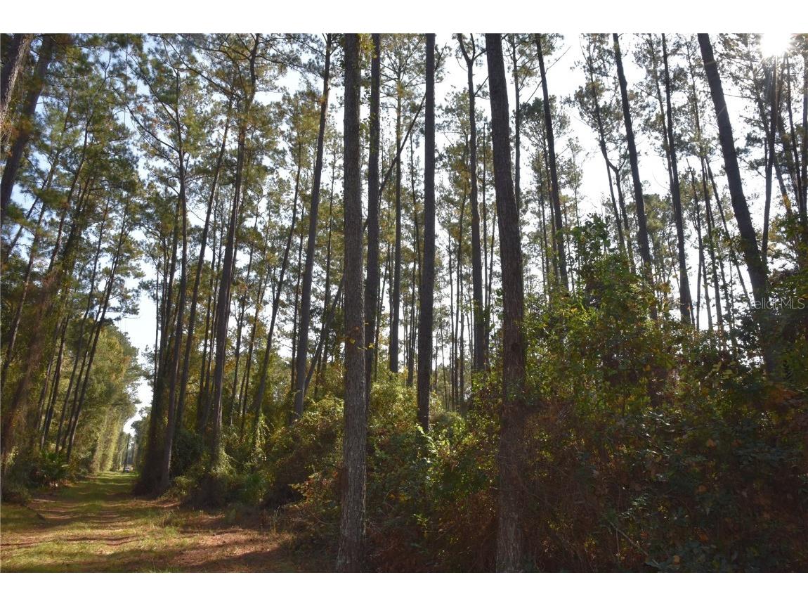 1220 SE Us Highway 301 Hawthorne FL 32640 OM714177 image8