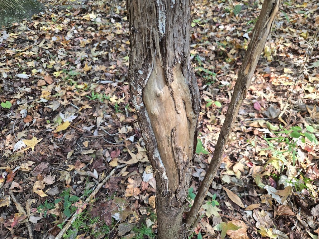 1220 SE Us Highway 301 Hawthorne FL 32640 OM714177 image9