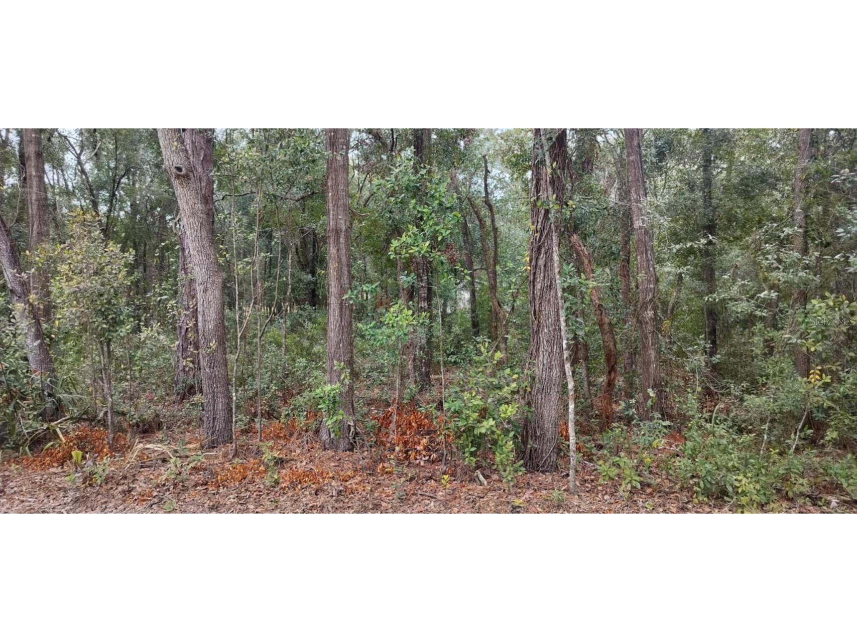 1221 E Rhapsody Lane Hernando FL 34442 TB8341921 image7