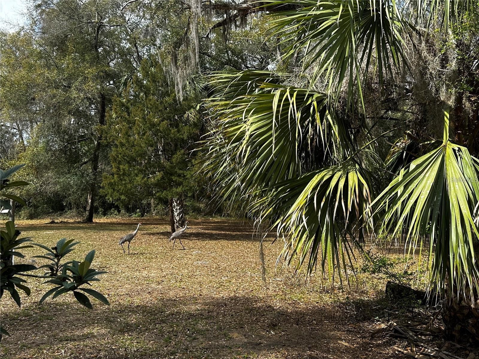 12212 NE 238th Terrace Salt Springs FL 32134 TB8502272 image16