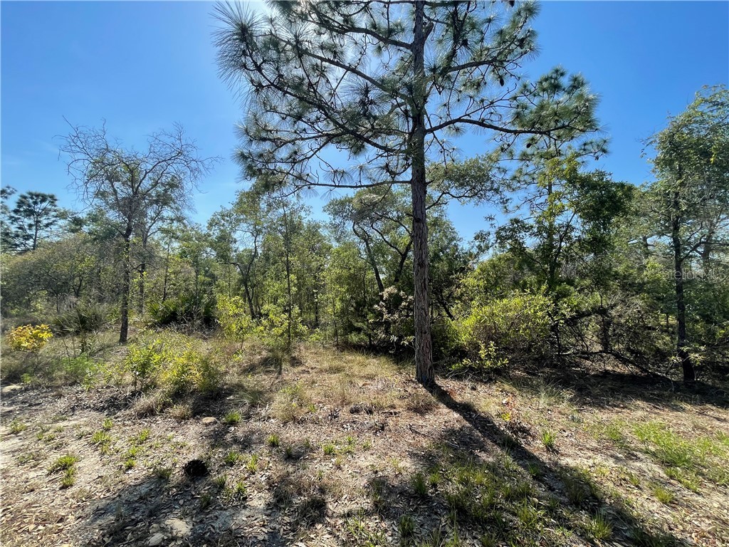 12227 Eskimo Curlew Road Weeki Wachee FL 34614 W7832741 image1