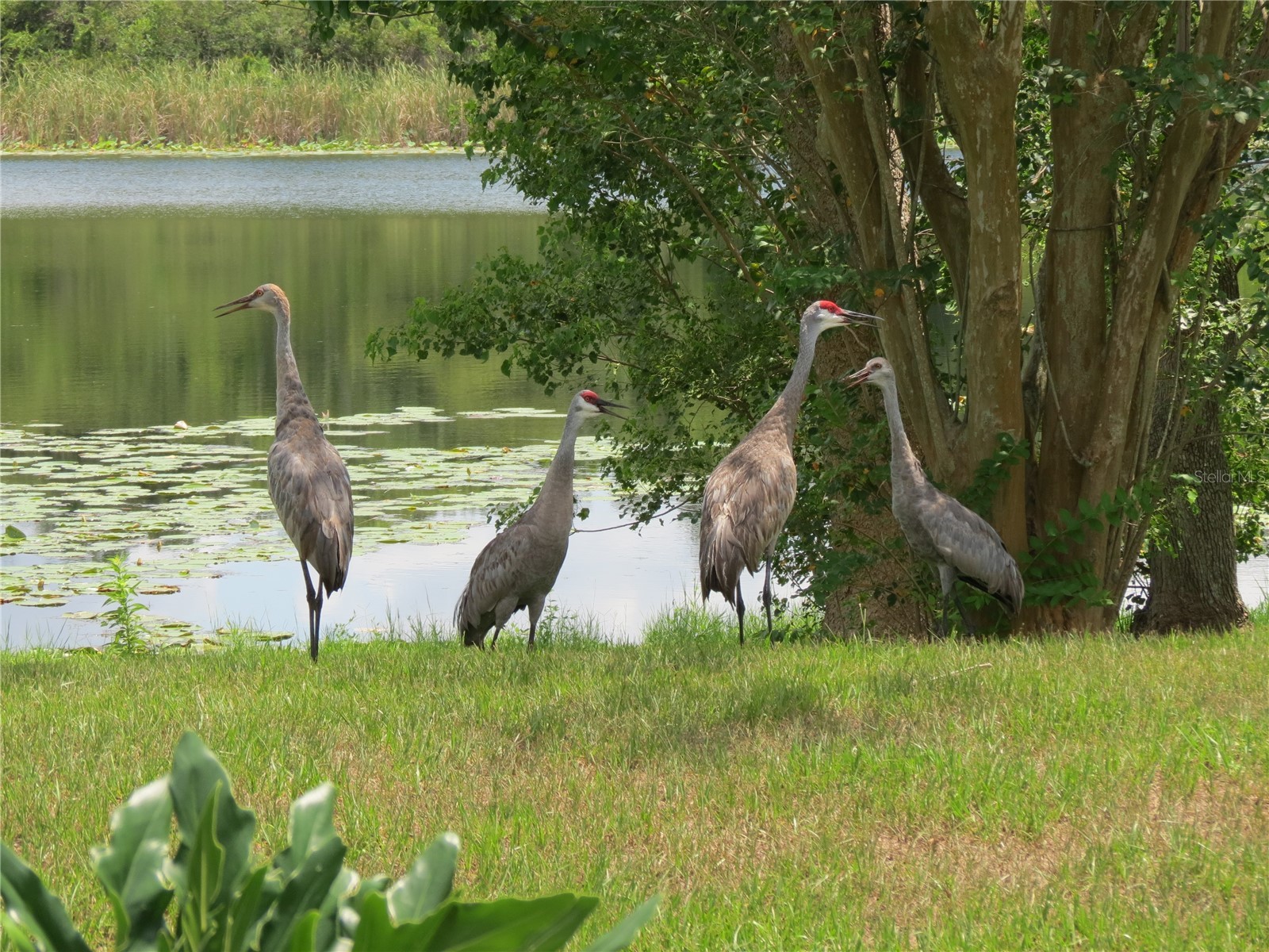 1224 Lake Blue Circle Apopka FL 32703 - LAKE BLUE O6420587 image37