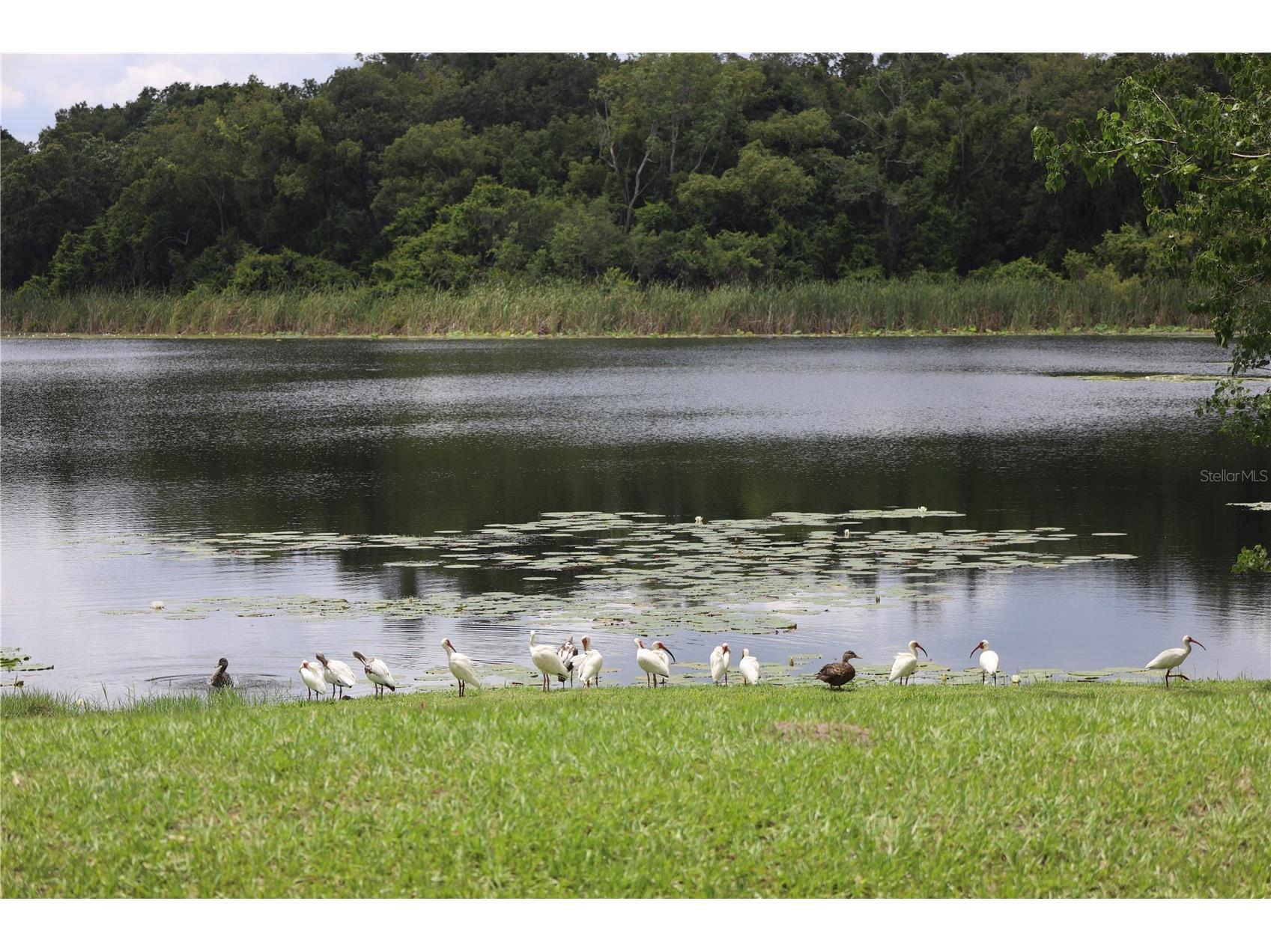 1224 Lake Blue Circle Apopka FL 32703 - LAKE BLUE O6420587 image38