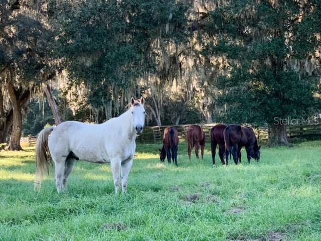 12275 W Highway 318 Reddick FL 32686 GC519408 image95