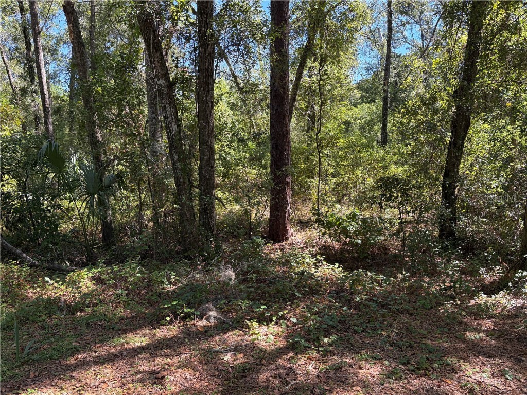 1228 Clover Terrace Inverness FL 34452 FC313423 image5