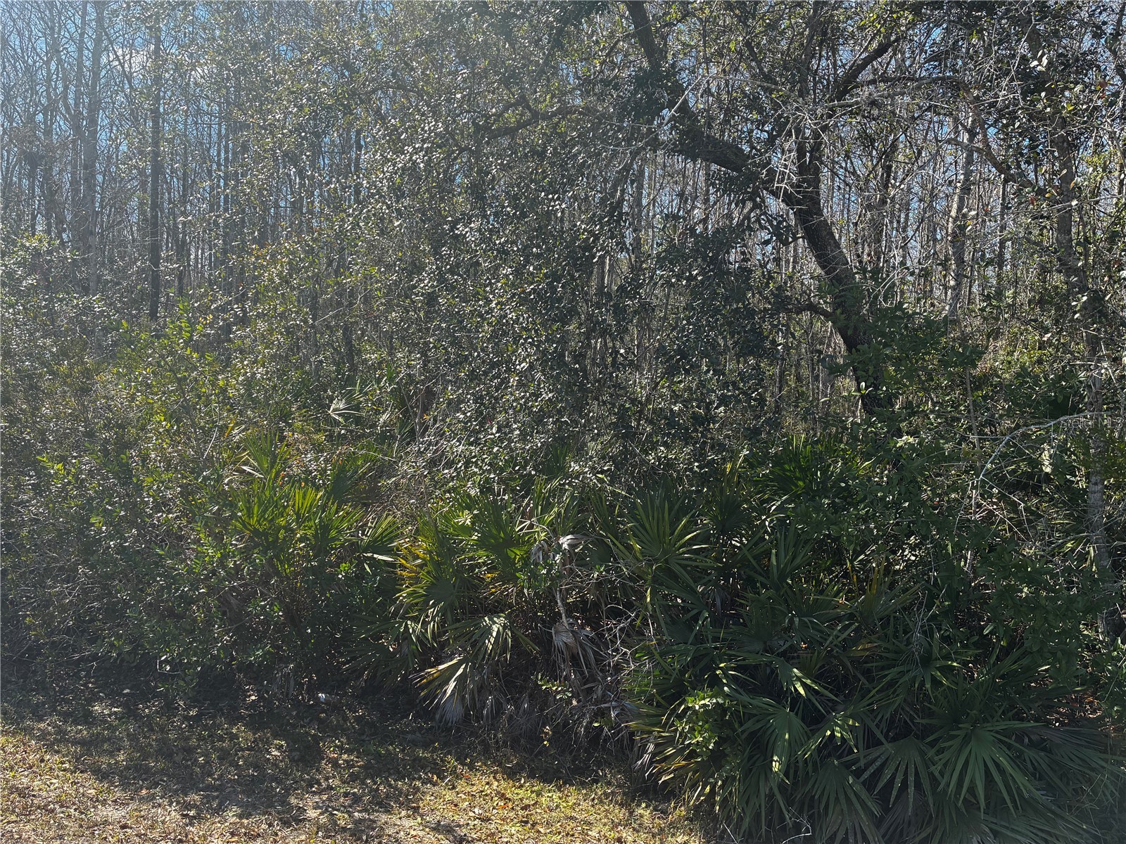 1228 Murdock Boulevard Orlando FL 32825 O6383326 image3