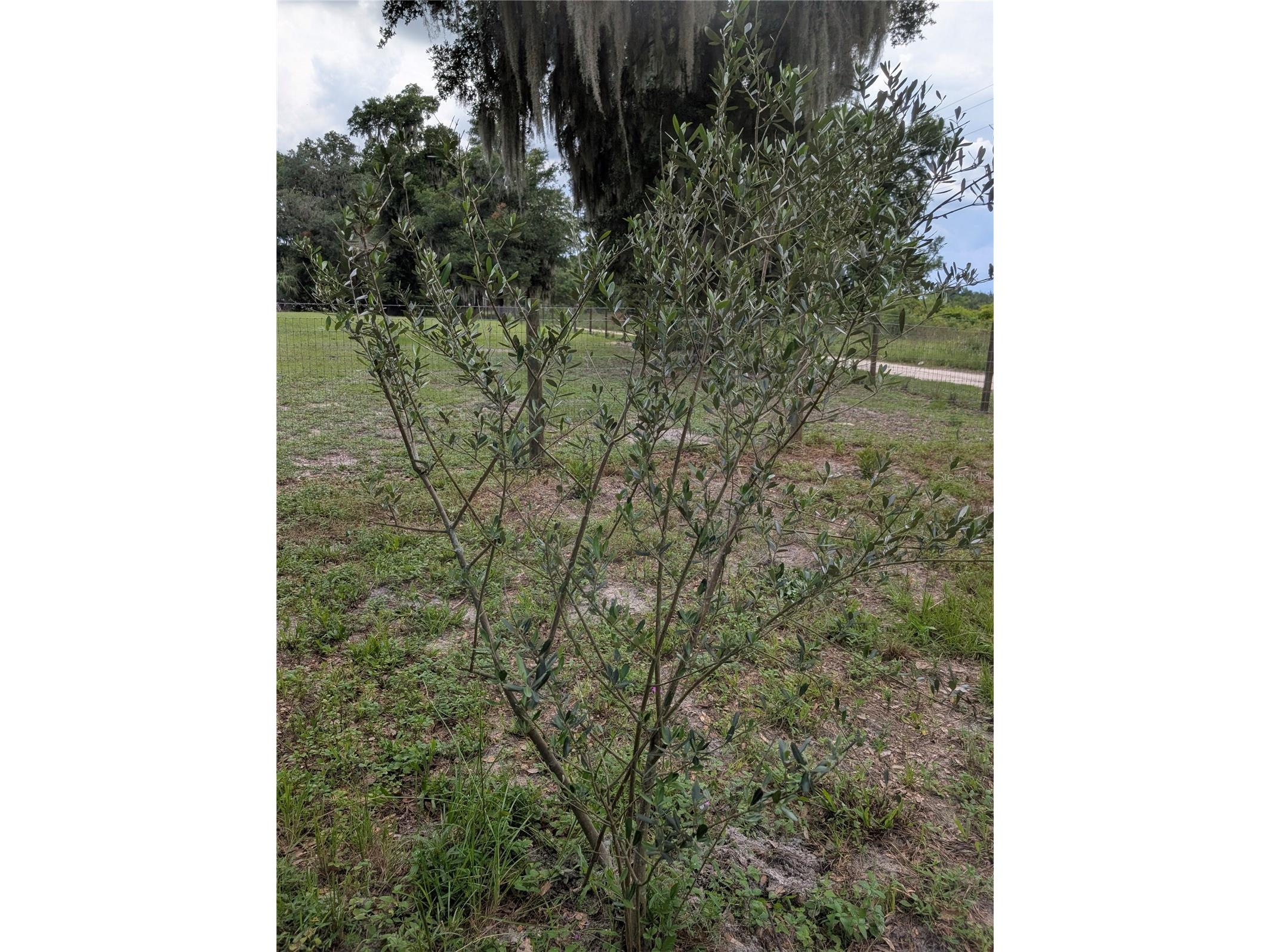 123 Amos Road Crescent City FL 32112 V4950127 image26