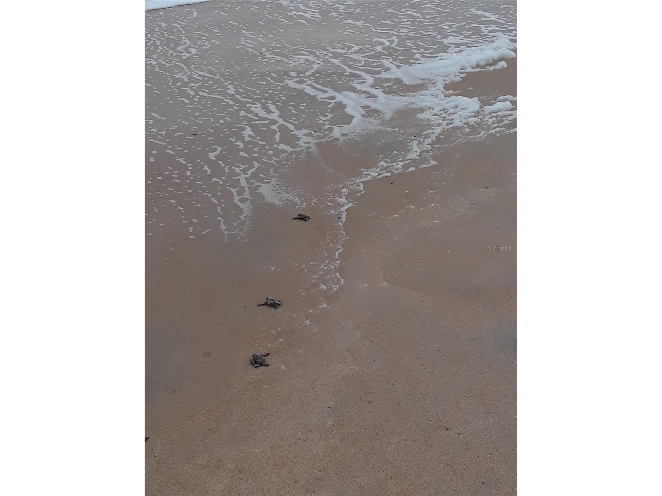 123 Arena Lake Drive Palm Coast FL 32137 FC317113 image50