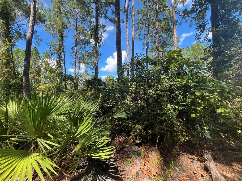 123 Linderwood Drive Georgetown FL 32139 V4945105 image26