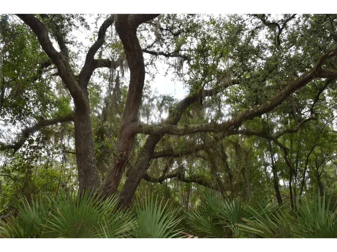 123 Meadow Drive Georgetown FL 32139 OM681160 image1