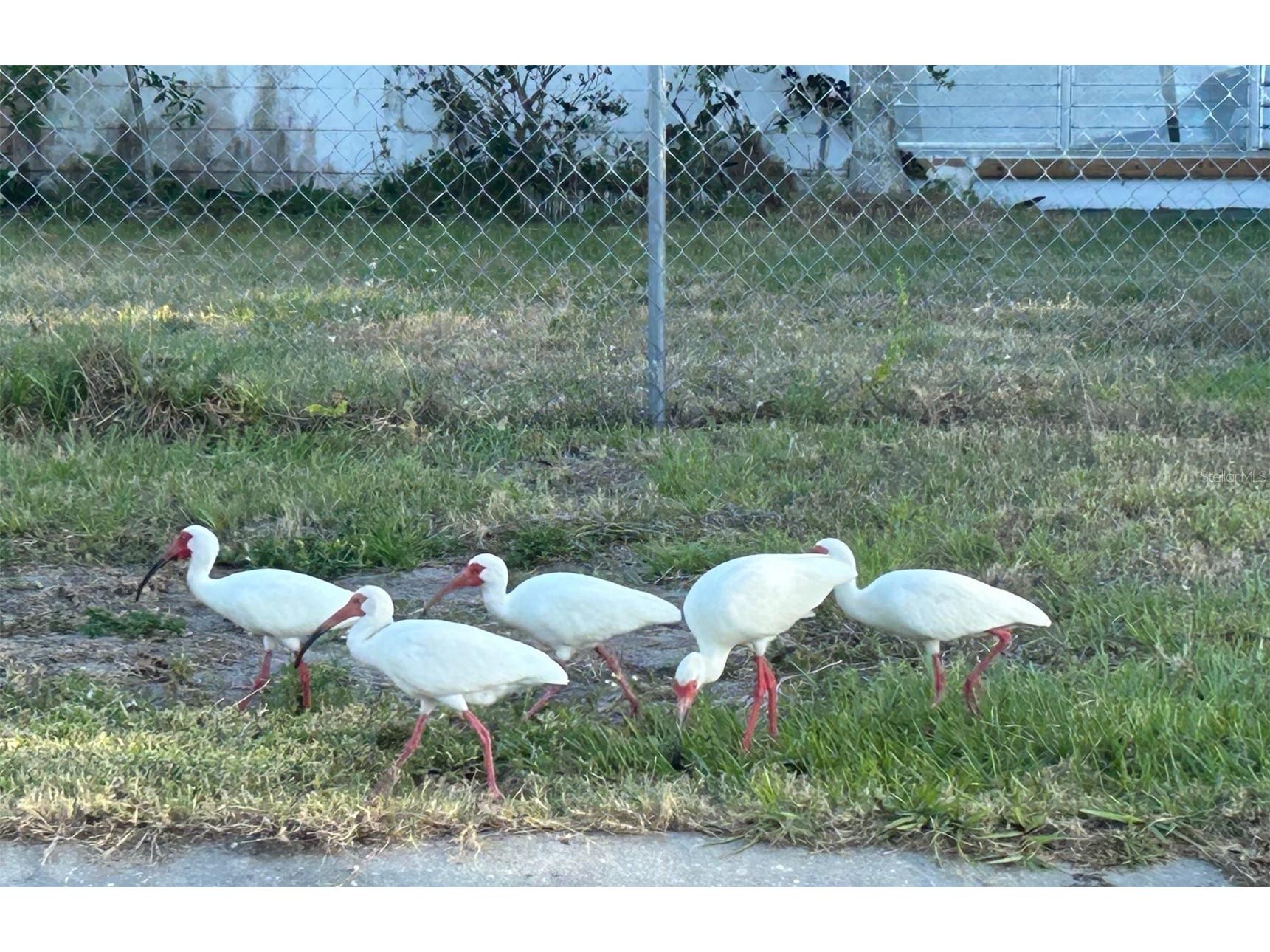 123 Poinsettia Circle NE Port Charlotte FL 33952 C7525256 image49
