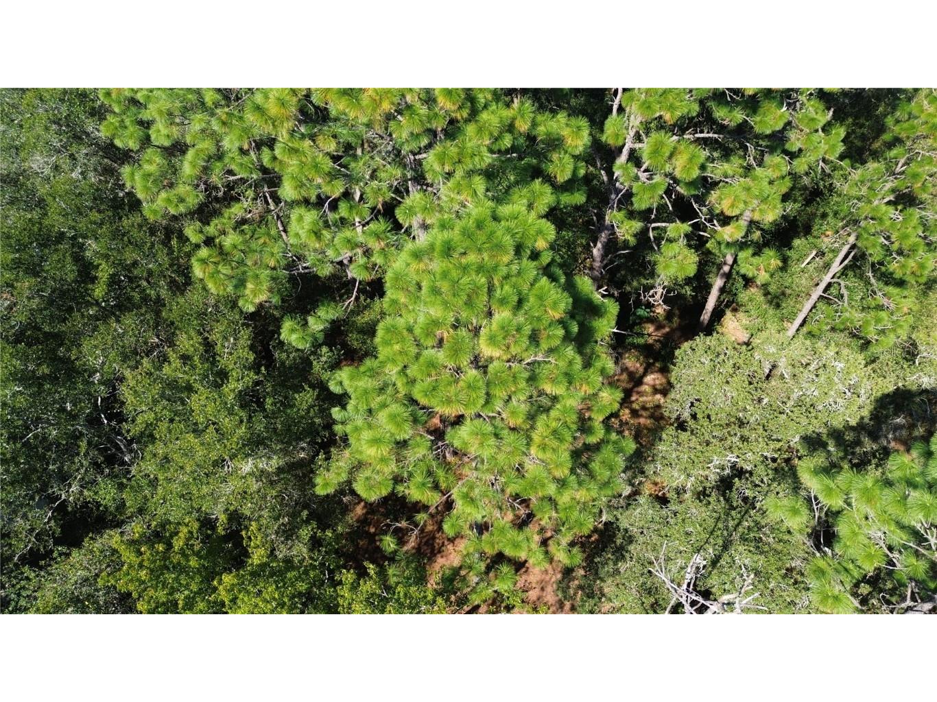 12313 N Elf Point Dunnellon FL 34433 OM711336 image11