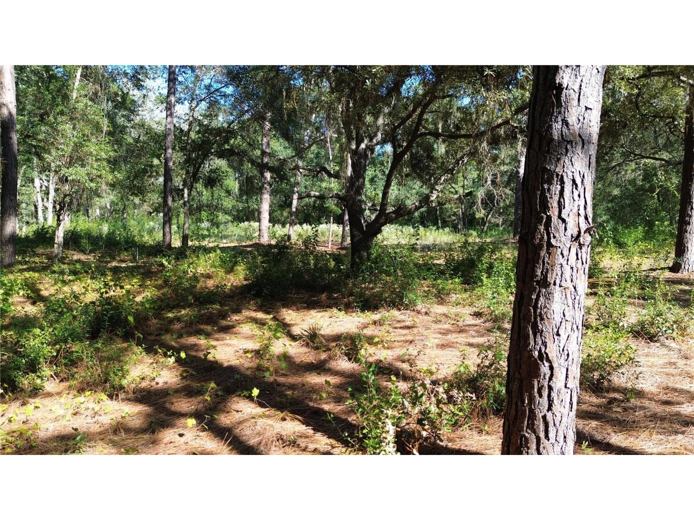 12313 N Elf Point Dunnellon FL 34433 OM711336 image6