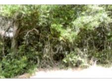 12325 & 12303 Stagg Road Winter Garden FL 34787 O6358096 image4