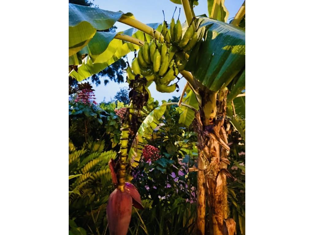 1234 W Ivanhoe Boulevard Orlando FL 32804 A4656732 image46