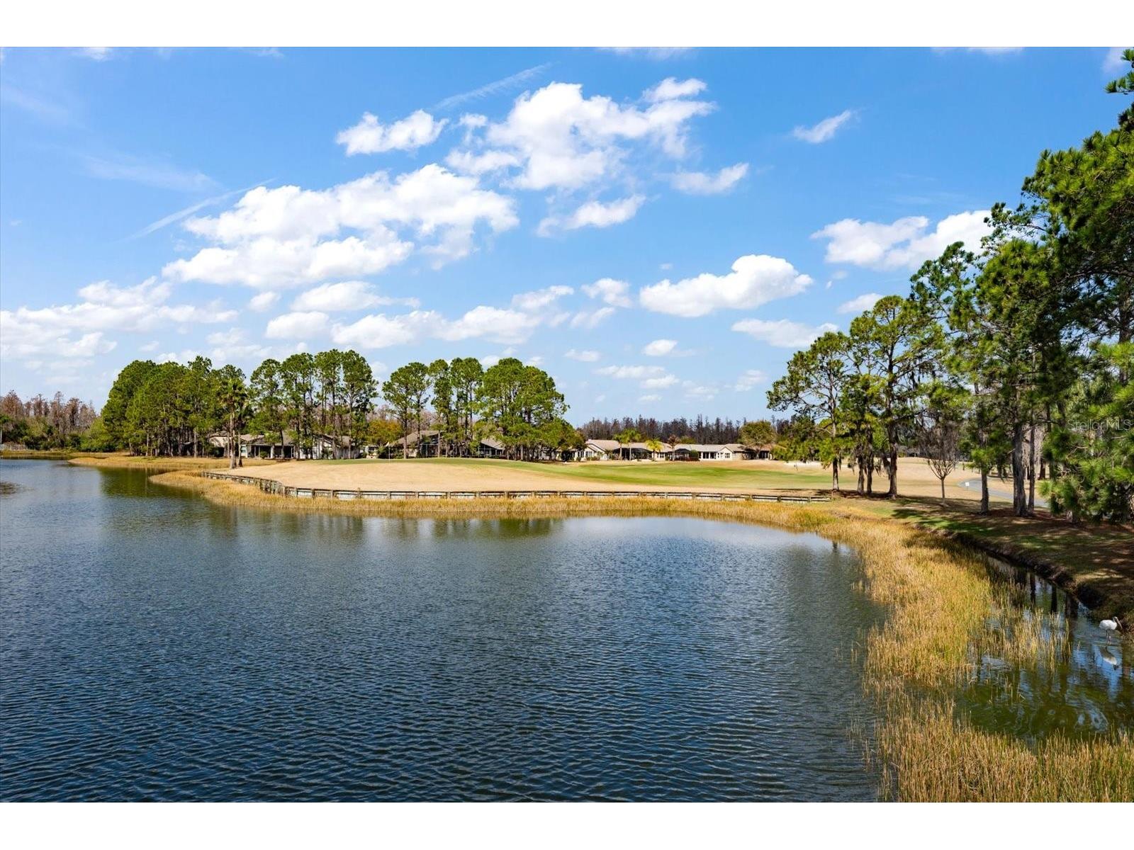 1237 Rambling Vine Court Trinity FL 34655 TB8466679 image69