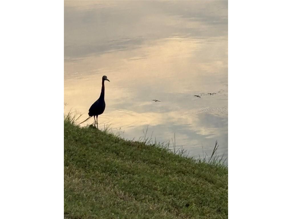 1238 Anchor Bend Drive Ruskin FL 33570 TB8432159 image21