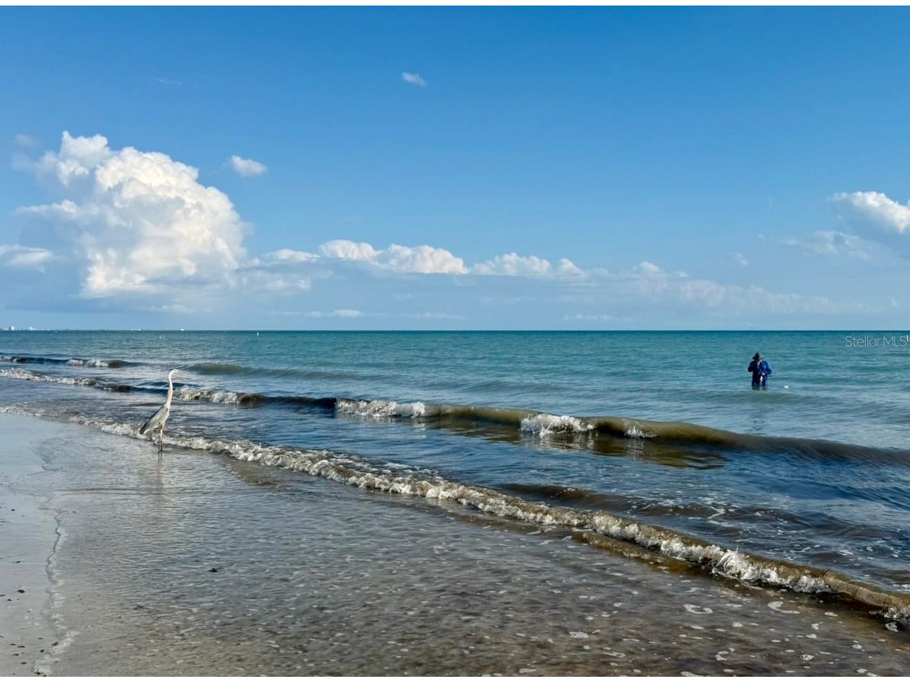 1238 S Missouri Avenue #102 Clearwater FL 33756 TB8516702 image38
