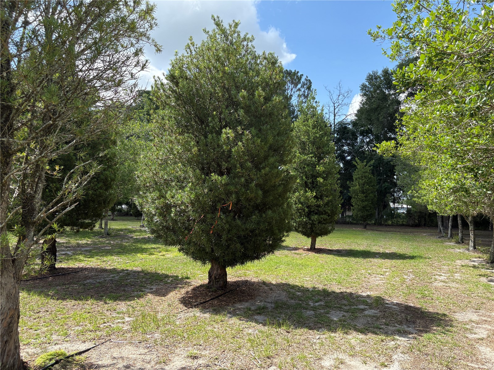 1238 S Us 301 Sumterville FL 33585 G5114698 image10