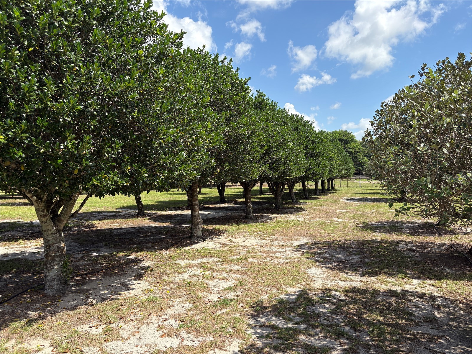 1238 S Us 301 Sumterville FL 33585 G5114698 image13