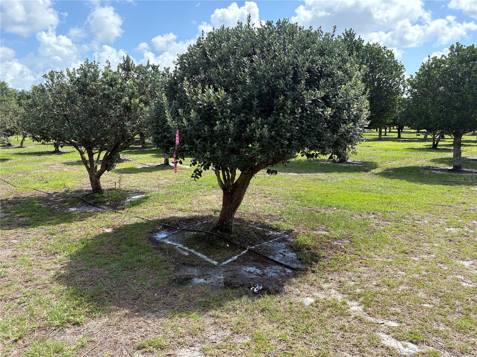 1238 S Us 301 Sumterville FL 33585 G5114698 image4