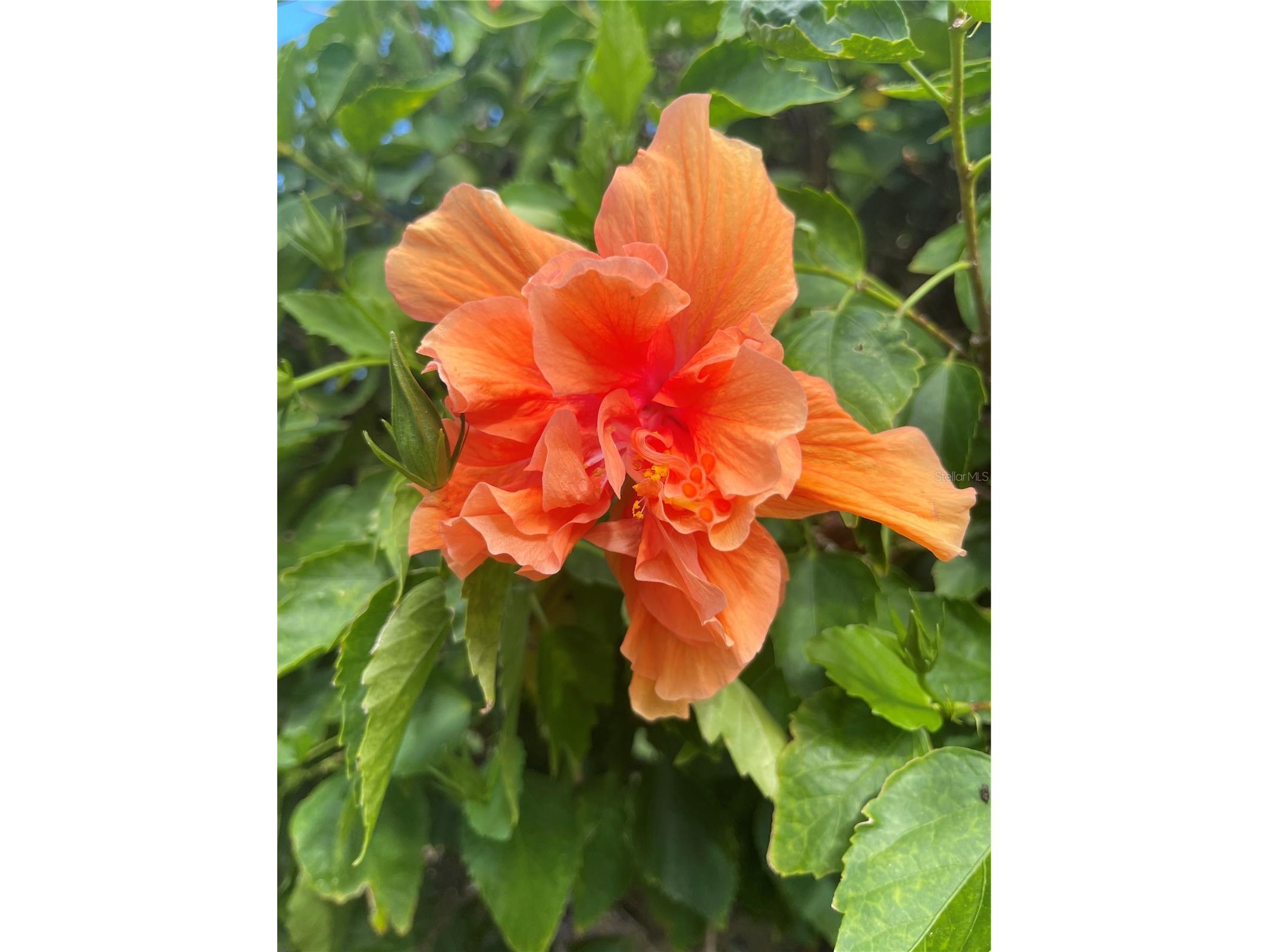 124 Dogwood Circle Seminole FL 33777 TB8460474 image5