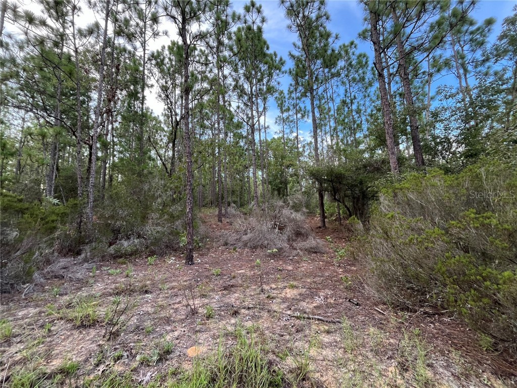 124 New York Avenue Interlachen FL 32148 OK225314 image3