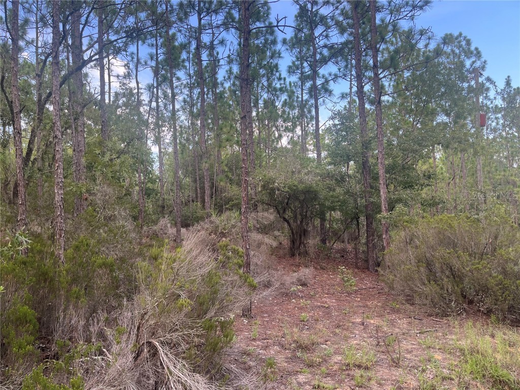 124 New York Avenue Interlachen FL 32148 OK225314 image4