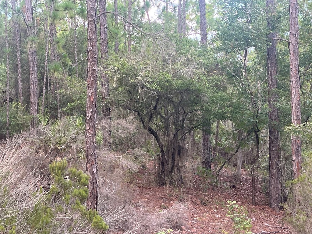 124 New York Avenue Interlachen FL 32148 OK225314 image5