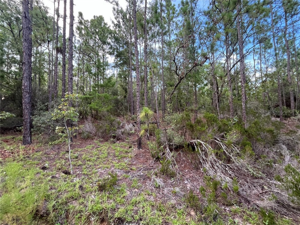 124 New York Avenue Interlachen FL 32148 OK225314 image6