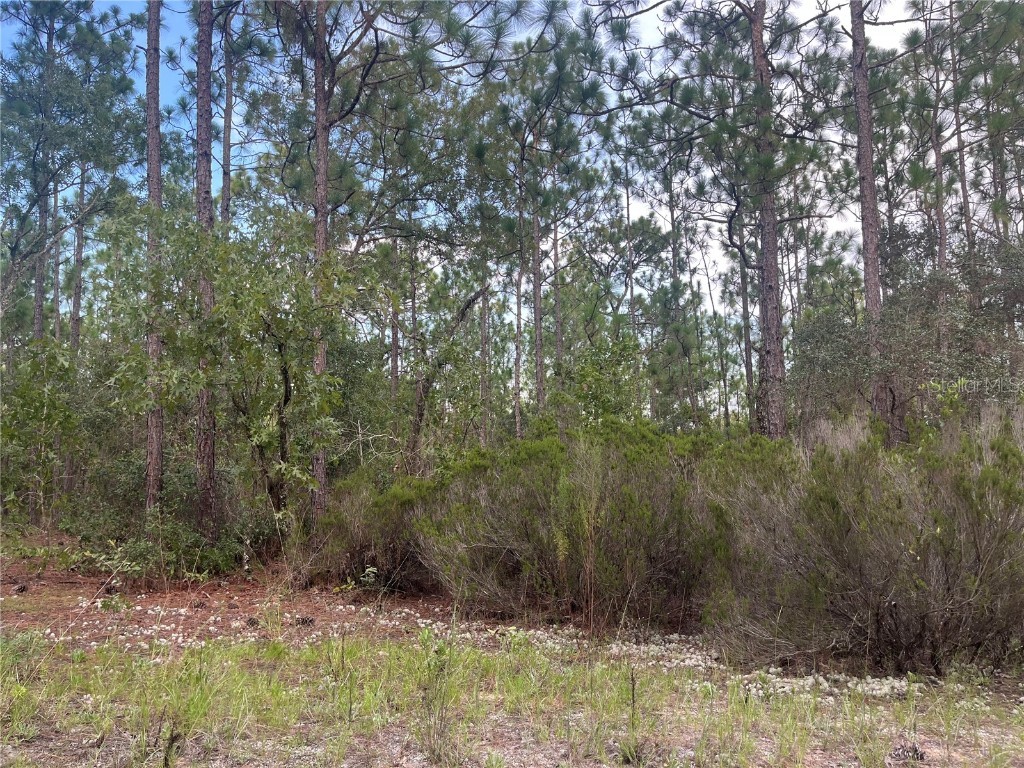 124 New York Avenue Interlachen FL 32148 OK225314 image7