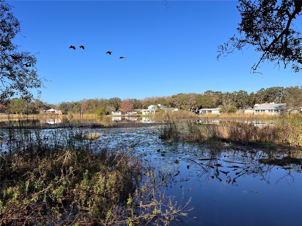 12401 Terra Ceia Avenue New Port Richey FL 34654 U8189763 image1