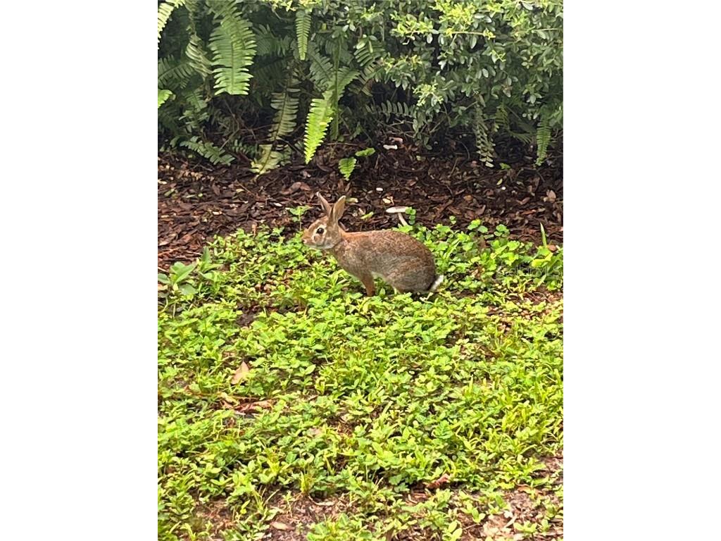 1244 Creek Woods Circle Saint Cloud FL 34772 S5140392 image5