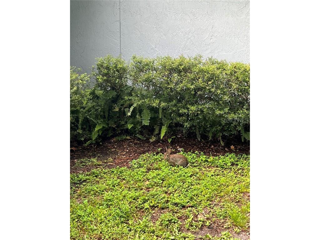 1244 Creek Woods Circle Saint Cloud FL 34772 S5140392 image6