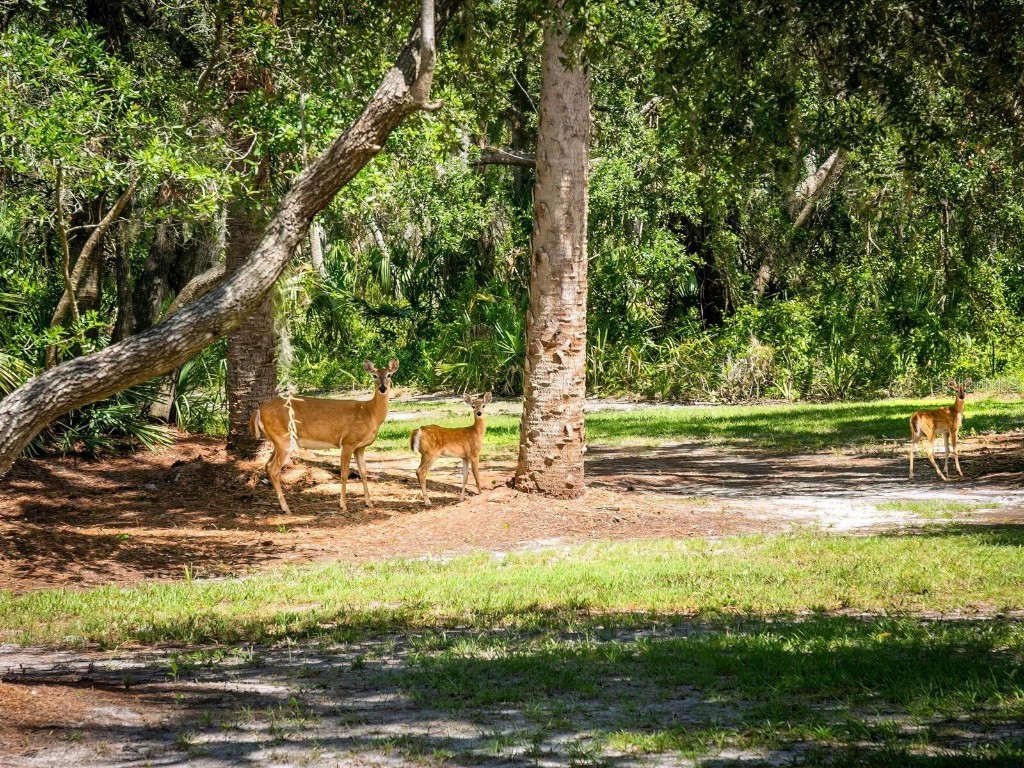 1245 Mill Creek Road Bradenton FL 34212 - MANATEE RIVER A4630074 image54