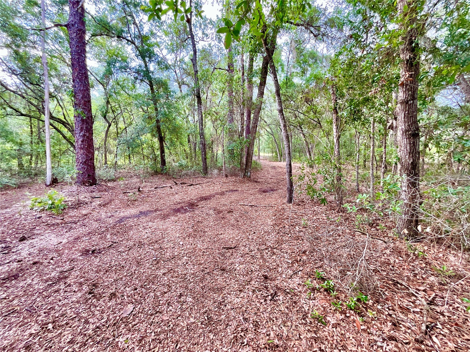 125 Silver Dollar Pond Road Hawthorne FL 32640 - GREENSILLS LKAE GC541335 image10
